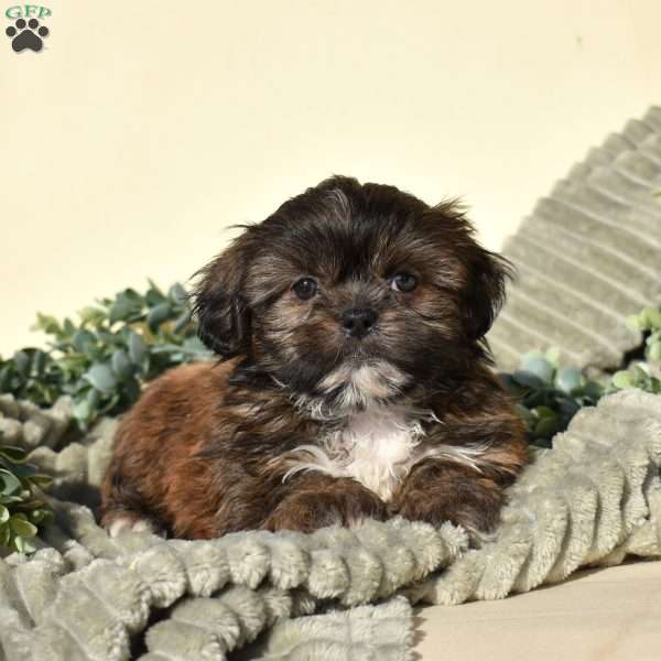 Barley, Shih Tzu Puppy